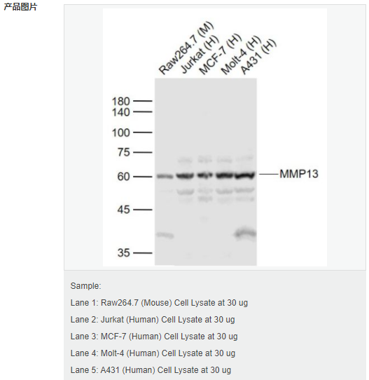 6052afa76d4c1.png image.png