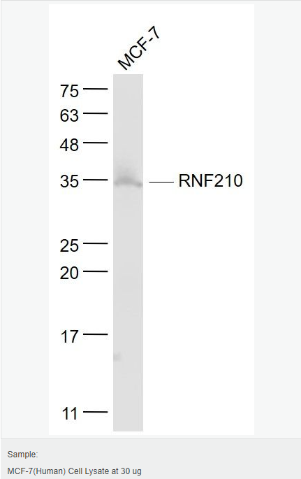 6052c79363add.png image.png