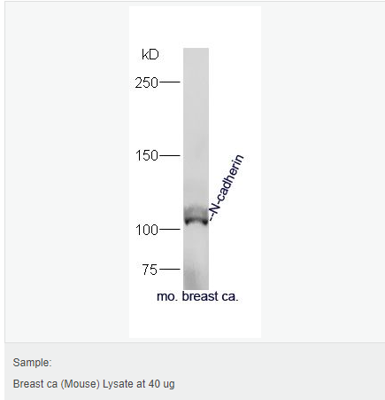 60583d2343475.png image.png