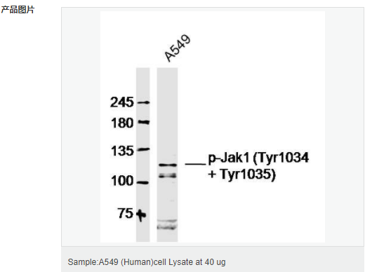 60583ddf72cdb.png image.png