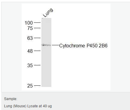 60594464449b8.png image.png