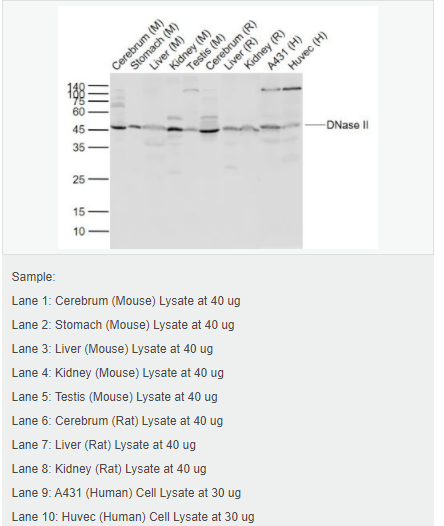 606bcf0e9a4d2.png image.png